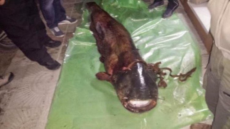 След два часа битка рибар извади двуметрово чудовище от язовир „Кърджали”