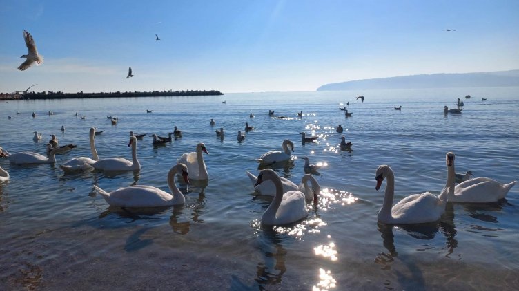 Лебеди са част от атракциите на варненския плаж