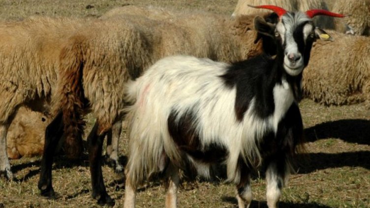 Спасители откриха изгубен пастир – обезводнен, но жив