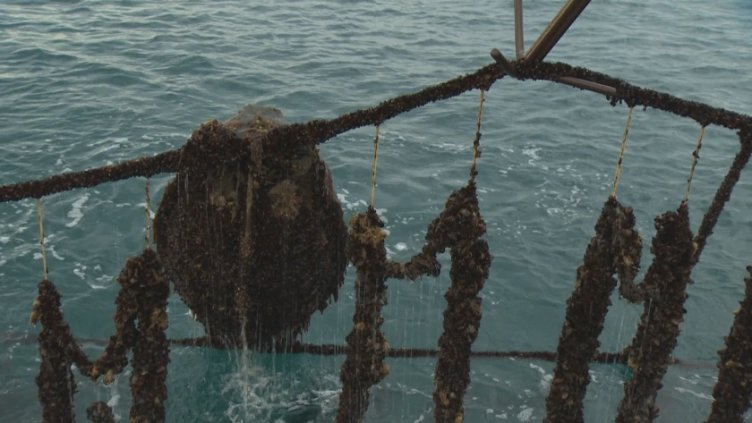 Пробутват ни евтини миди, добити чрез тралене