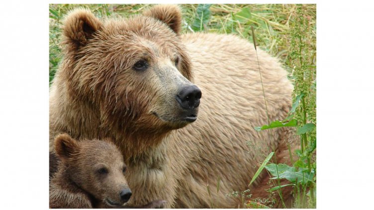 Мечка рани човек край смолянско село 