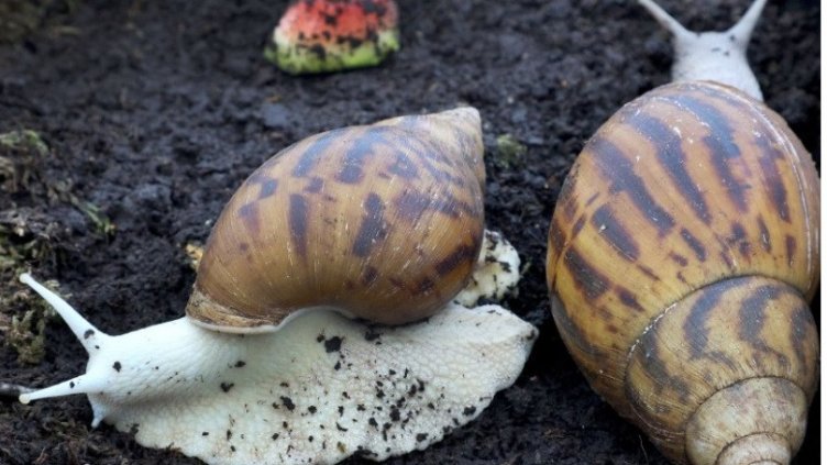 Гигантски африкански охлюви гостуват на Природонаучния музей във Варна