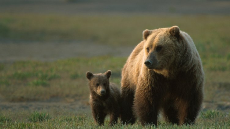 Мечка се разхожда с двете си малки на пътя към Рилския манастир