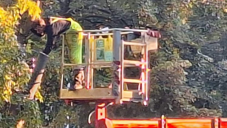 Подрязваха опасно дърво в центъра на Варна