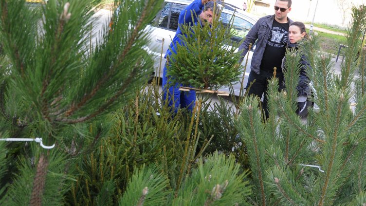 Снимка Пламен Гутинов