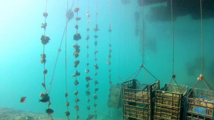 ОТГЛЕЖДАНЕТО НА СТРИДИ СЕ ПРЕВРЪЩА в доходен бизнес по черноморското крайбрежие.