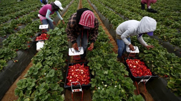 Плащаме данък и от студентските бригади