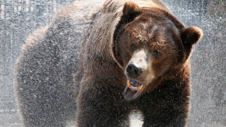 След среща с мечка в гората ловец завърши в болница