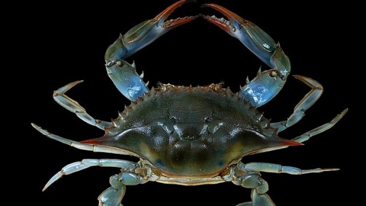 Син рак се появи в Черно море