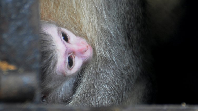 Във варненския зоопарк се роди малко маймунче