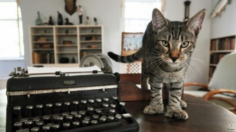 Котка клептоман "прибира&rdquo; съседски чорапи и играчки