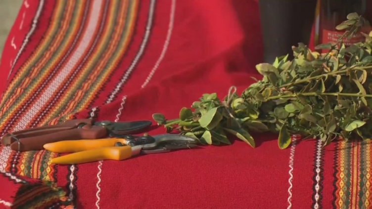 В лозовите масиви на с. Белоградец се отглежда и древен сорт грозде 