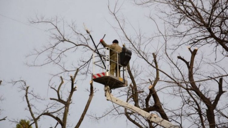 Резитба на корони на дървета на ул. „Неофит Бозвели“