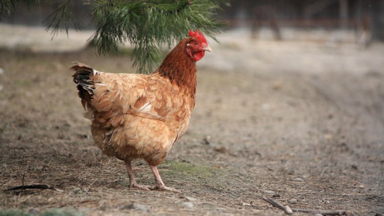 Яйцата поскъпват на седмична база