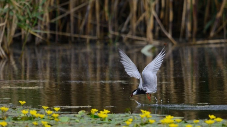 Отлагат ремонт на язовир заради птици
