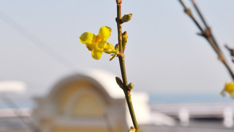 Снимка Пламен Гутинов