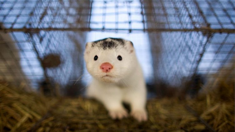 Норките са преносители на коронавирус