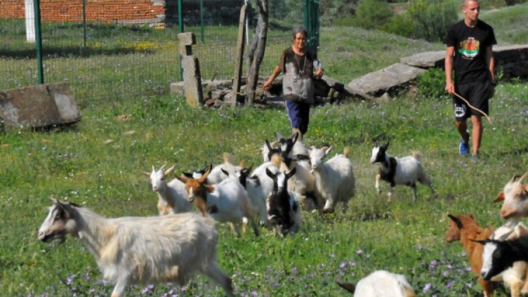 Започна евтаназията на стадото на баба Дора в Шарково