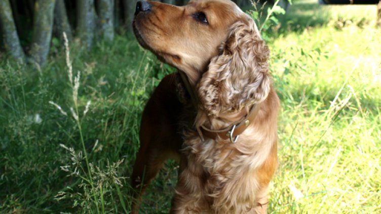 1500 лв. глоба за мъж, застрелял куче пред деца