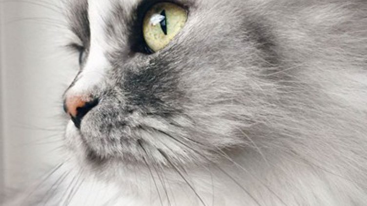 Запознайте се с пухкавата Алис (Снимки)