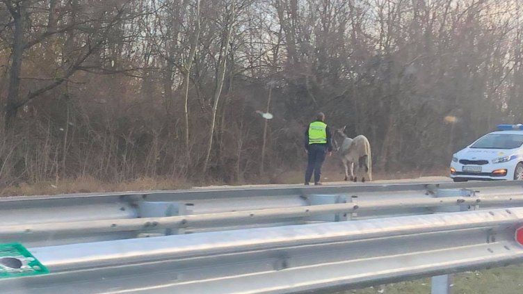 Полицаи арестуваха магарето, създало смут на АМ "Черно море" (СНИМКИ)