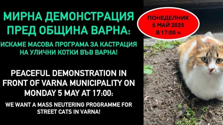Протест с искане за кастрация на котки ще се проведе във Варна