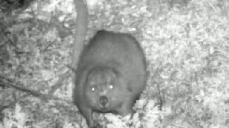 За първи път от 170 години засякоха бобри в България