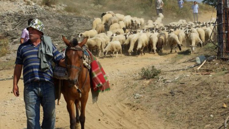 Български животновъди на ръба на оцеляването