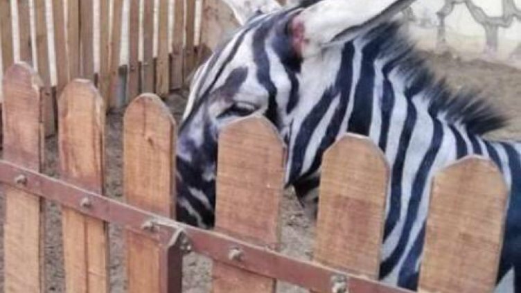 Собствениците на зоопарк боядисаха магарета на райета, показват ги като зебри