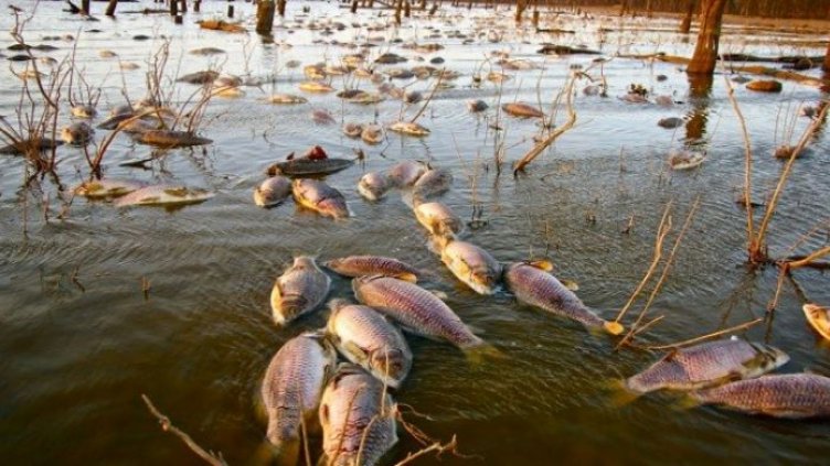 Пълна забрана за риболов с ток в ЕС