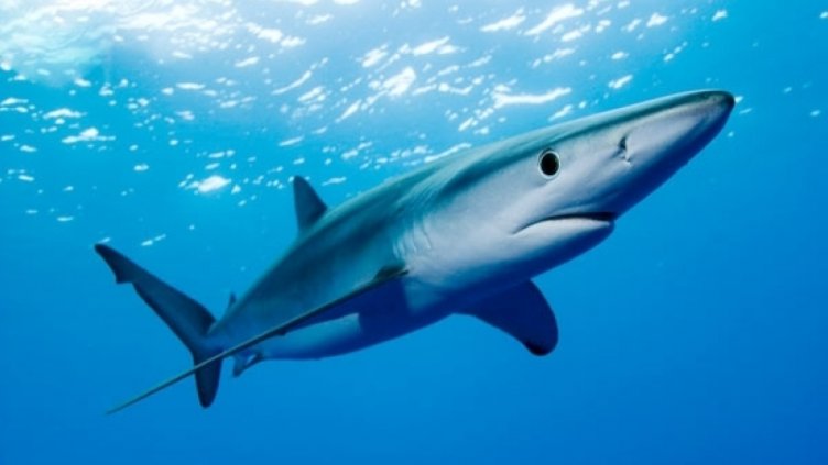 Акула разкъса млад мъж