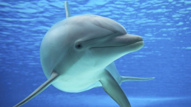 Бракониерски мрежи избиват делфините в Черно море