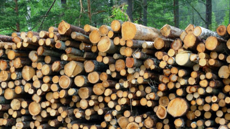 Над 400 проверки извършиха горските в Североизточна България за седмица