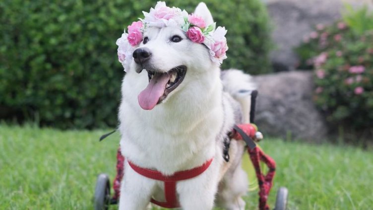 Най-щастливото куче в инвалидна количка (Снимки)