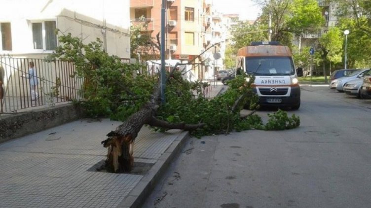 Учителката, върху която падна дърво, е добре