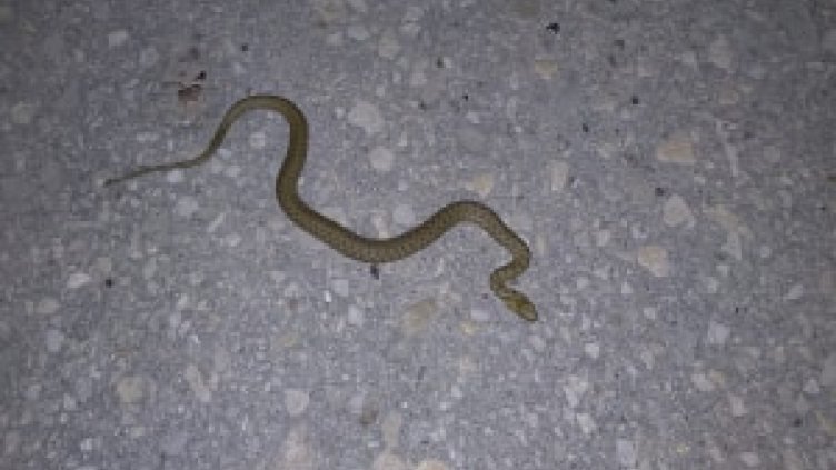 Морската градина на Варна се превърна в терариум (СНИМКИ)