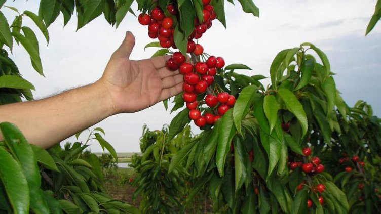 649 кг/дка е средният добив на череши във Варненско