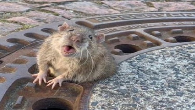 Започват обработките срещу гризачи във Варна