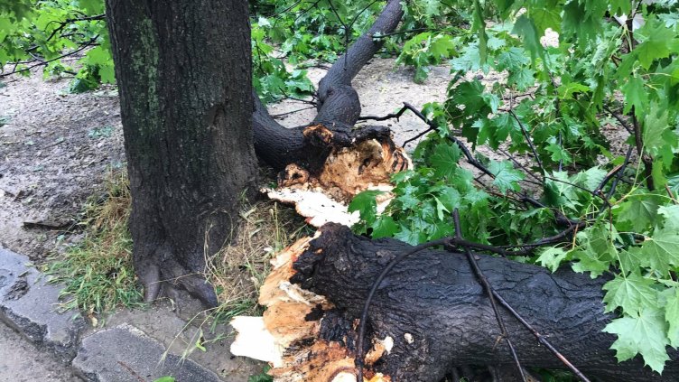 Дърво се разцепи на две и затисна две коли