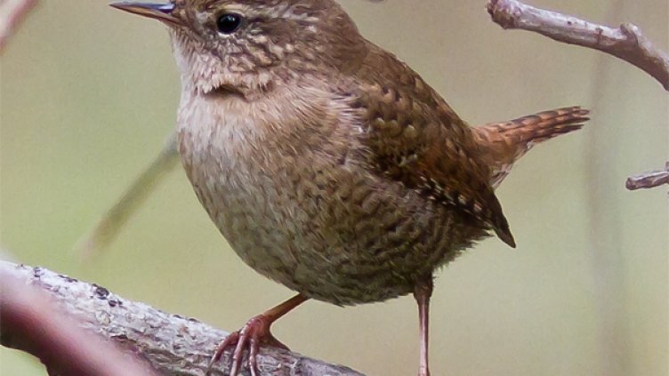 Птиците край Варна измират