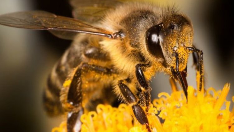 В топлата зима е важно пчелите да имат достатъчно мед