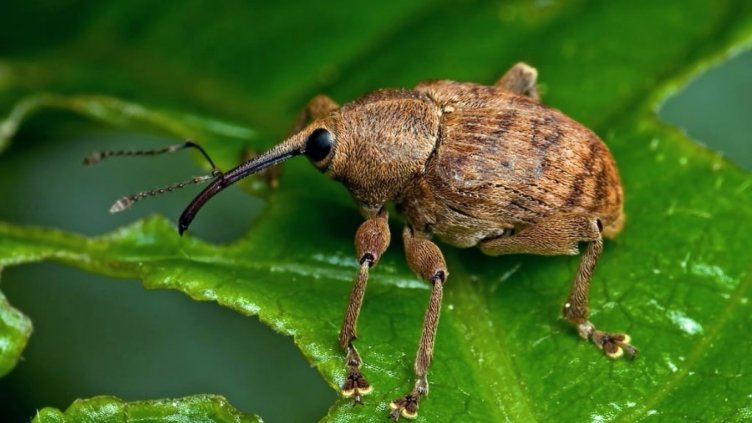 3 млн. лв. ще получат земеделските стопани за контрол на вредителите по трайните насаждения