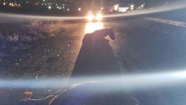 Кола удари коне на пътя