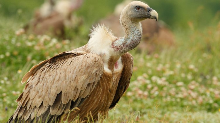 Откриха мъртви белоглави лешояди в Креснеския пролом