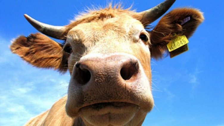 Бодат говедата срещу "син език"