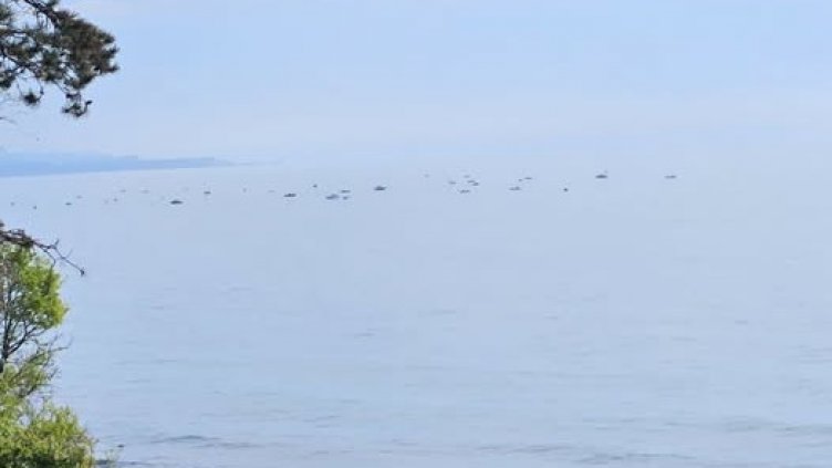 Черно море "завря" от сафрид