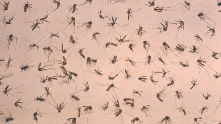 Два нови случая на западнонилска треска в България