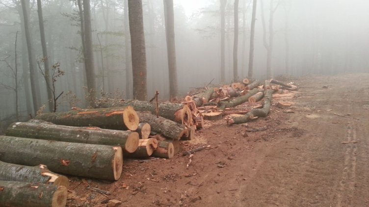 Засилват контрола по опазване на горските територии 