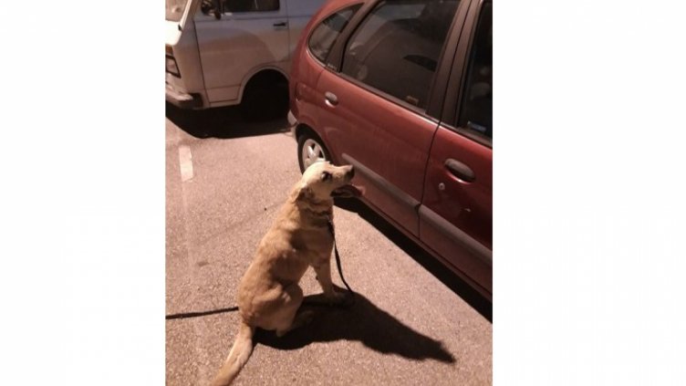 Митническото куче Джейк лови цигари на Дунав мост 2