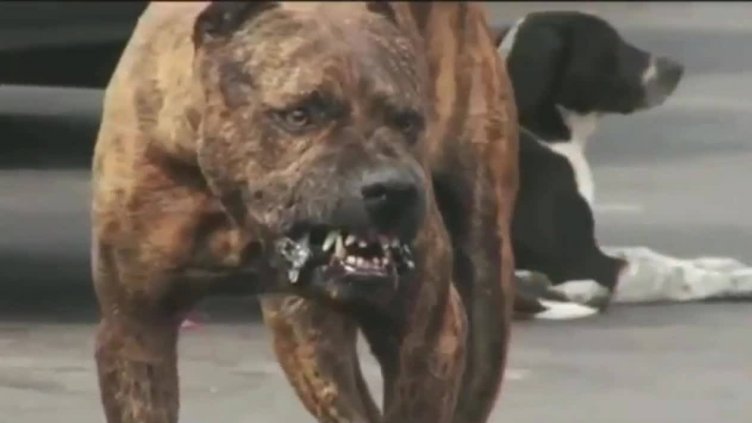 Ужас! Питбул нахапа трима души и кучето им край морето